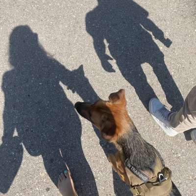 Hundetreffen-Kleine Gassirunde zum Kennenlernen-Bild