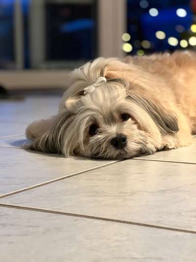 Havaneser dabei?:)-Beitrag-Bild