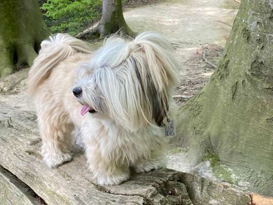 Hund und Natur-Beitrag-Bild