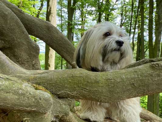 Hund und Natur-Beitrag-Bild