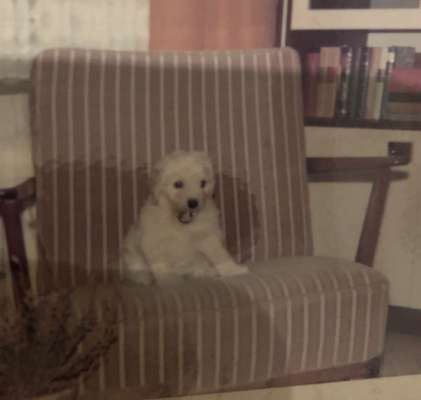 Vorher - Nachher 
Wie hat der Hund Euer Leben verändert ?-Beitrag-Bild