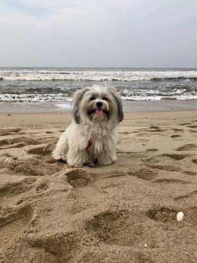 Hunde im Urlaub-Beitrag-Bild