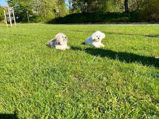 Wie schaut der soziale Kontakt bei Euren Hunden aus ?-Beitrag-Bild