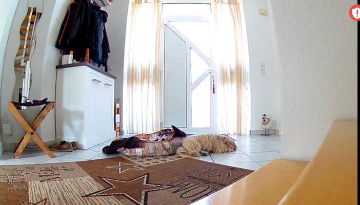 Wie lange sollte ein Hund alleine bleiben?-Beitrag-Bild