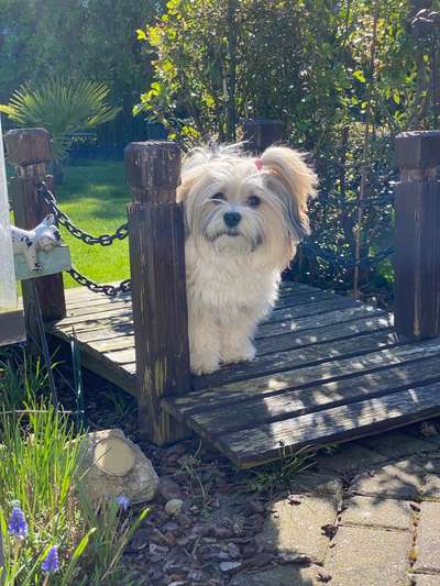 Challenge 23 : "  Euer Hund beim Frühlingserwachen "-Beitrag-Bild