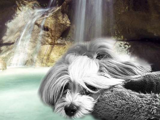 Photomontagen mit Hund-Beitrag-Bild