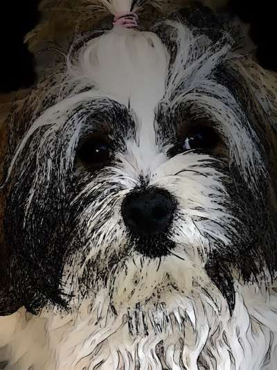 Der Hund als Cartoon-Beitrag-Bild