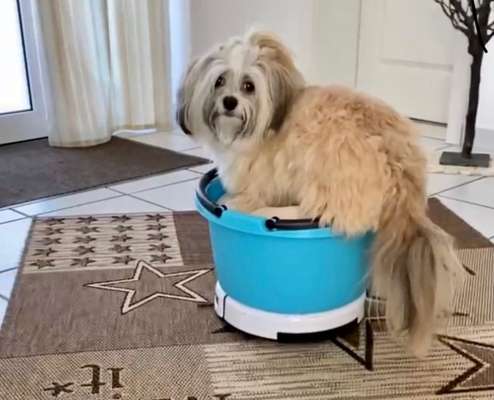 FOTOCHALLENGE: 25  Thema:  Hündische Haushaltshilfen-Beitrag-Bild