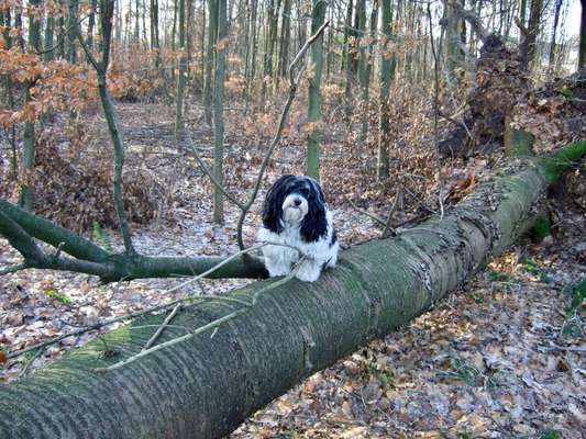 Fotochallenge No. 26                                     Wald und Wiese-Beitrag-Bild