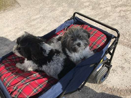 Ab wann fängt das vermenschlichen eines Hundes an ?-Beitrag-Bild