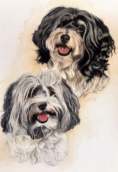 Zeichnungen Eurer Hunde !?-Beitrag-Bild