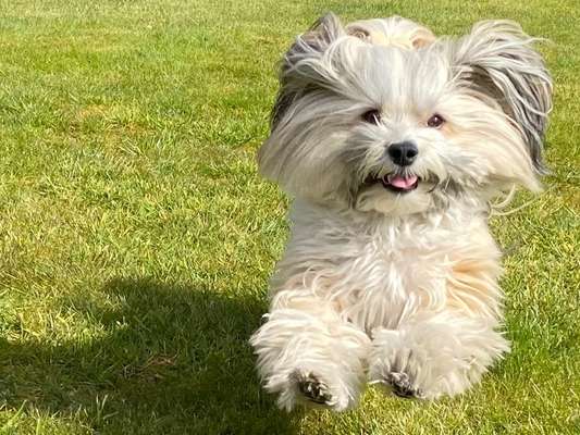 Die Dogorama Kalender Challenge Titelbild-Beitrag-Bild