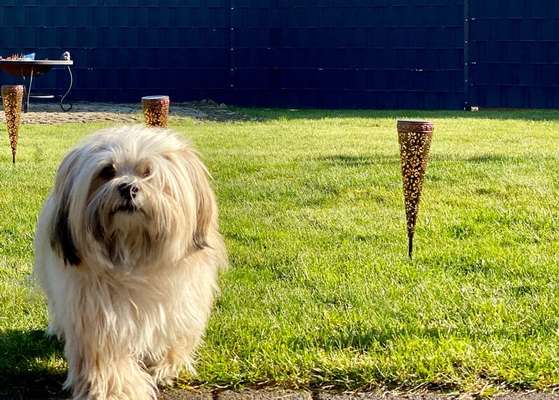 Rassen und ihre Eigenschaften-Beitrag-Bild