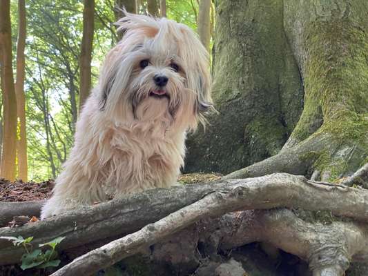 Die Dogorama Kalender Challenge 4/4-Beitrag-Bild