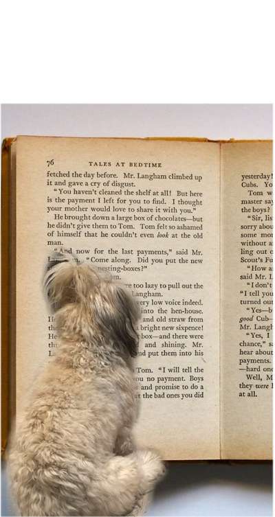 Photomontagen mit Hund-Beitrag-Bild