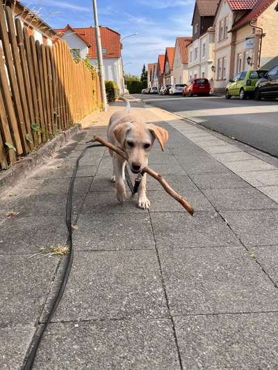 Hundetreffen-Welpentreff in Schötmar-Bild