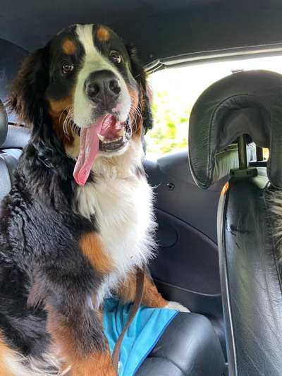 Fotochallenge Nr. 59 - Mein Hund zeigt die Zunge-Beitrag-Bild