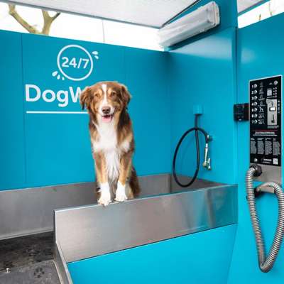 %{de_profession_title}-24/7 Hunde-Waschstation-Bild