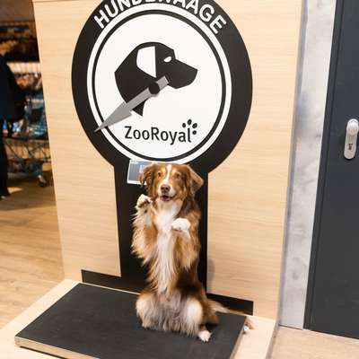 %{de_profession_title}-Hundewaage-Bild