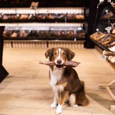 %{de_profession_title}-Hunde-Snackbar-Bild