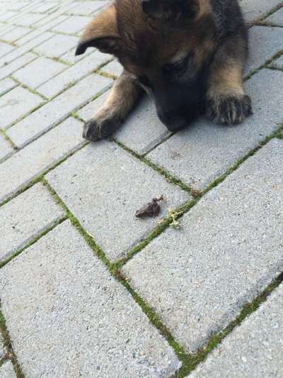 Welpen Bilder !-Beitrag-Bild