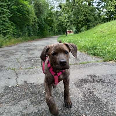 Hundetreffen-Welpen treffen??-Bild
