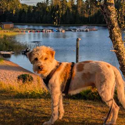 Kromfohrländer-Beitrag-Bild