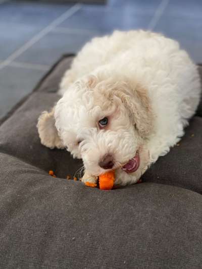 Goldendoodle?-Beitrag-Bild