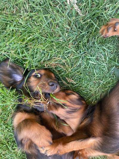 Dogorama Photo Challenge - lustigste Grimasse-Beitrag-Bild