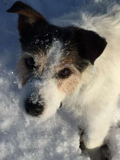 Jack Russel Terrier-Beitrag-Bild