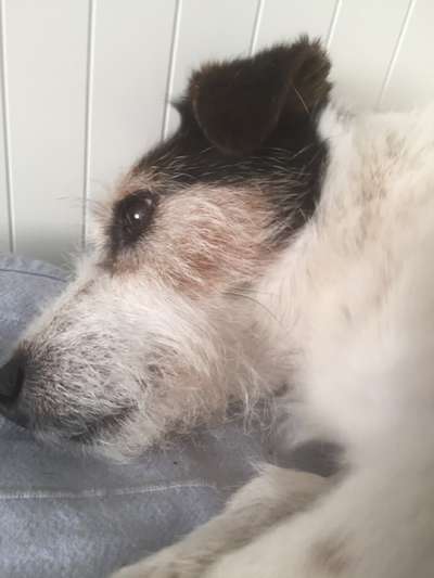 Jack Russel Terrier-Beitrag-Bild