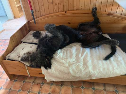 Hunde schlafplatz-Beitrag-Bild