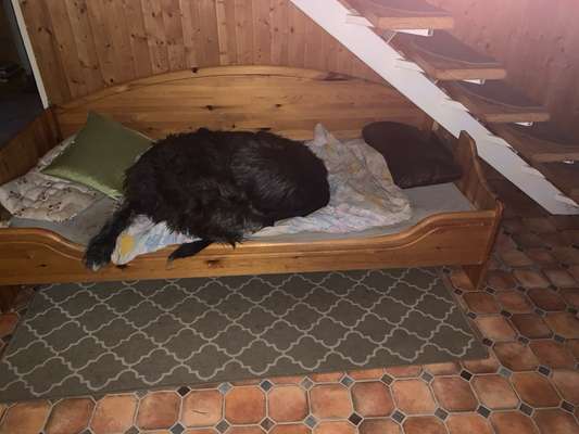 Schlafzimmer Nachts hundefreie Zone?-Beitrag-Bild