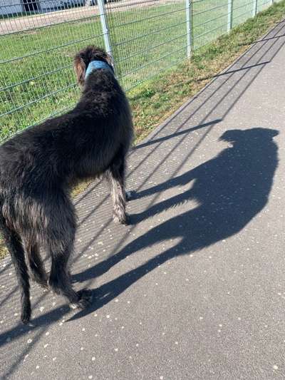 Lustige Hundenamen-Beitrag-Bild