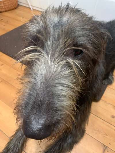 Hunde Porträt (Portrait) Galerie....-Beitrag-Bild