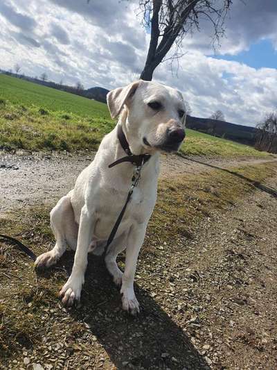 Labradorfans-Beitrag-Bild