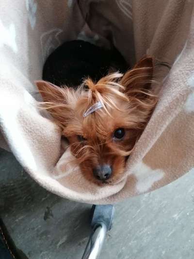 Yorkshire Terrier-Beitrag-Bild