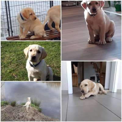 Wo sind die Golden Retriever Liebhaber?-Beitrag-Bild