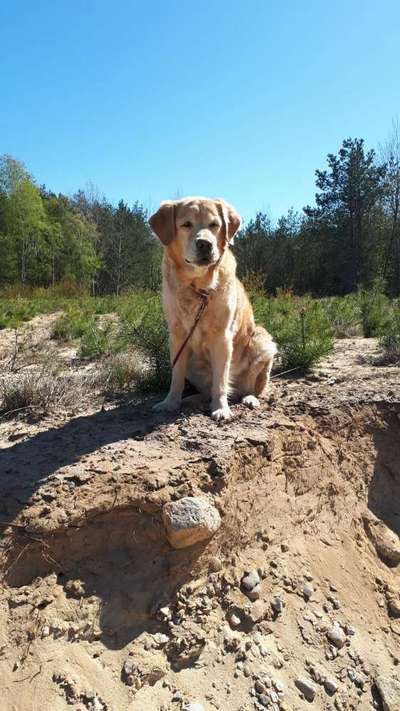 Wo sind die Golden Retriever Liebhaber?-Beitrag-Bild