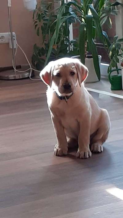 Als Welpen sind sie alle noch süßer-Beitrag-Bild