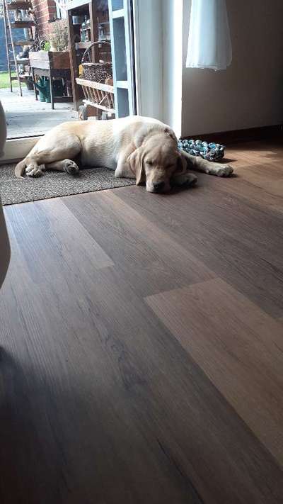 Balu nimmt nicht richtig zu-Beitrag-Bild