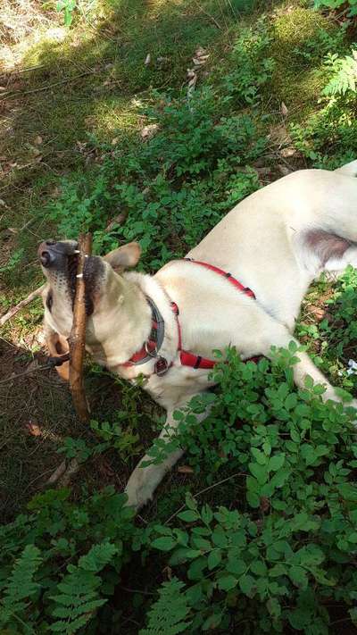 Labradorfans-Beitrag-Bild