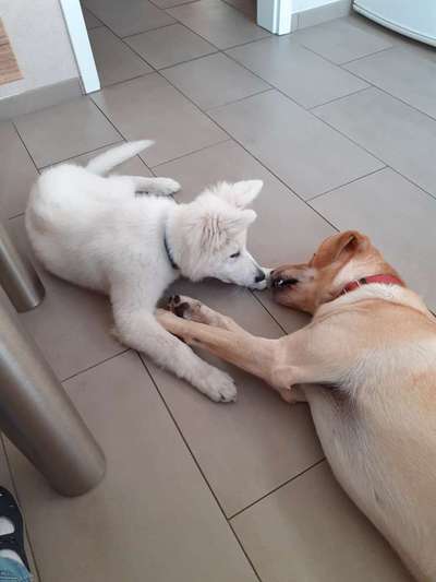 Wo sind die Golden Retriever Liebhaber?-Beitrag-Bild