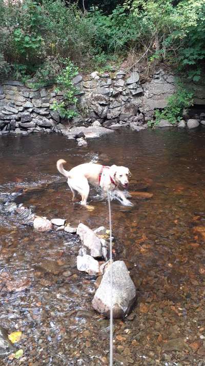 Hundeschwimmen-Beitrag-Bild