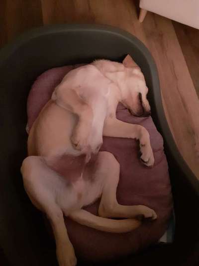 Zeigt mir die lustigsten Schlafpositionen eurer Fellnasen-Beitrag-Bild