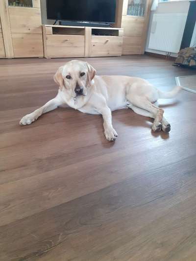 Rasseporträt Labrador-Beitrag-Bild