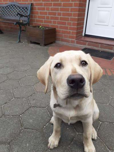 Als Welpen sind sie alle noch süßer-Beitrag-Bild