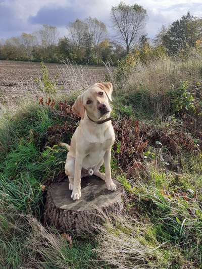 Labradorfans-Beitrag-Bild