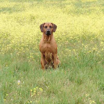 Hundetreffen-Gassi oder Spielrunde-Bild