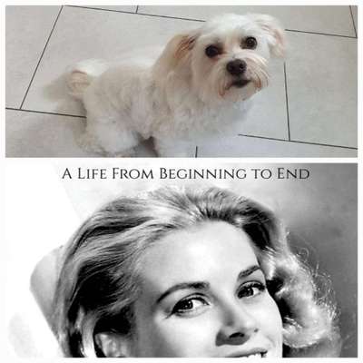 Wie heißt dein Hund?-Beitrag-Bild